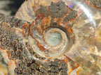 Polished Large Cleoniceras Red Ammolite Opalized Ammonite Fossil x 1 From Tulear, Madagascar