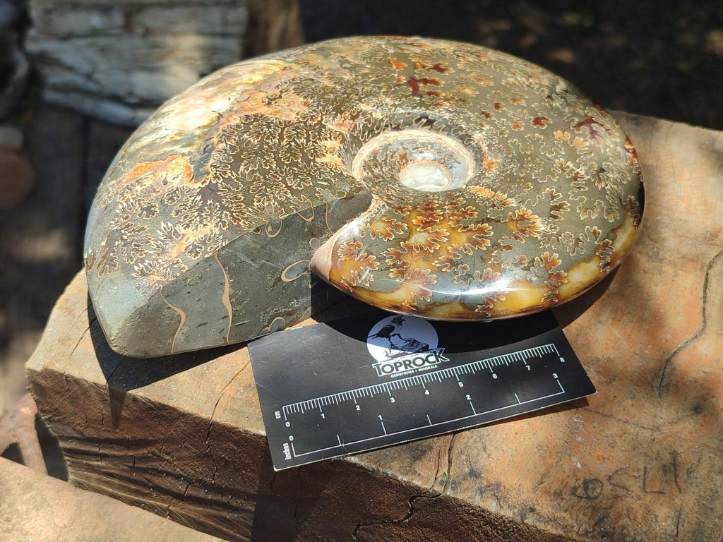 Polished Large Cleoniceras Red Ammolite Opalized Ammonite Fossil x 1 From Tulear, Madagascar