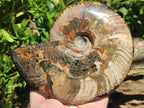 Polished Large Cleoniceras Red Ammolite Opalized Ammonite Fossil x 1 From Tulear, Madagascar