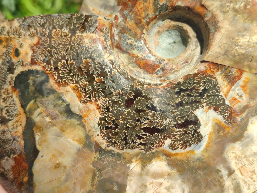 Polished Large Cleoniceras Red Ammolite Opalized Ammonite Fossil x 1 From Tulear, Madagascar