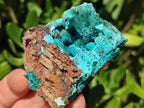 Natural Drusy Coated Chrysocolla Specimens x 6 From Lupoto Mine, Congo