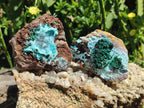 Natural Drusy Coated Chrysocolla Specimens x 6 From Lupoto Mine, Congo