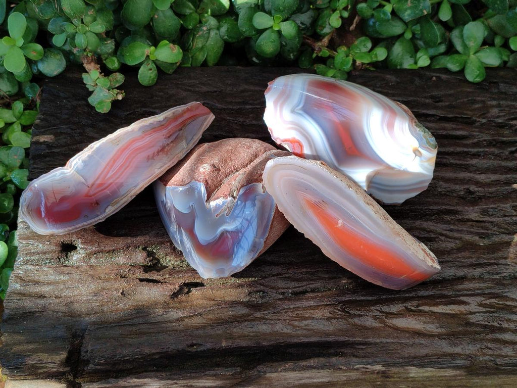 Polished Side Red Shashe River Agate Nodules x 4 From Shashe River, Zimbabwe
