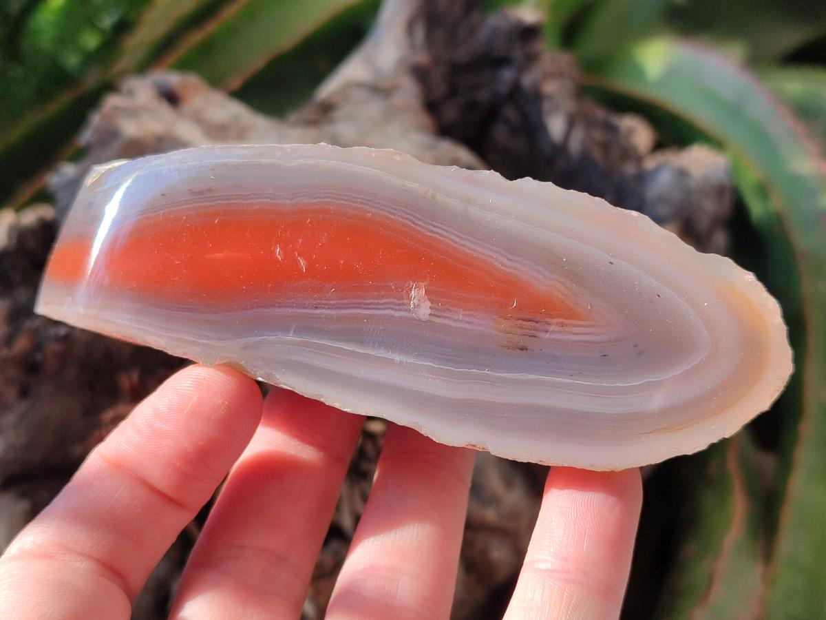 Polished Side Red Shashe River Agate Nodules x 4 From Shashe River, Zimbabwe