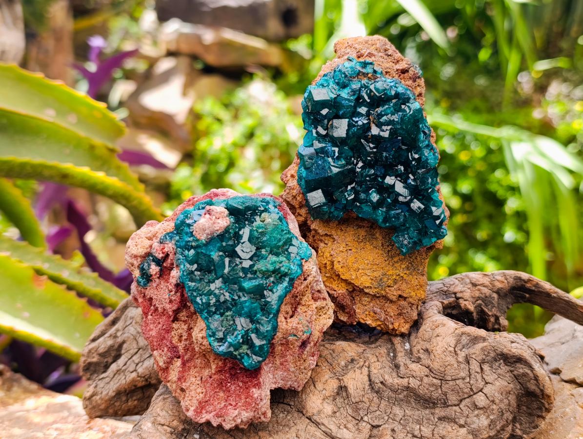 Natural Dioptase on Dolomite Specimens x 3 From Likasi, Congo