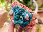 Natural Dioptase on Dolomite Specimens x 3 From Likasi, Congo