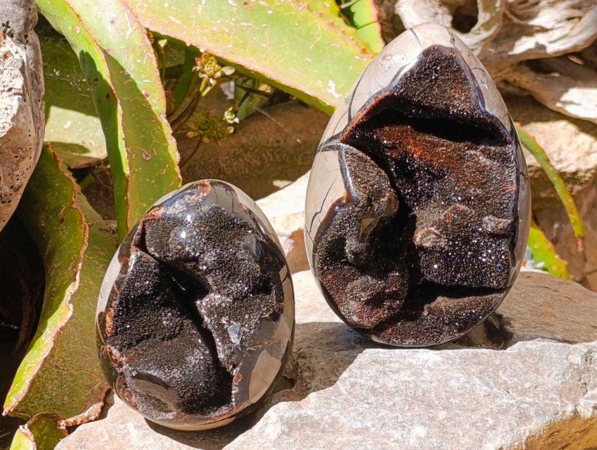 Polished Septerye Sauvage "Dragons Egg" Geode x 2 From Mahajanga, Madagascar