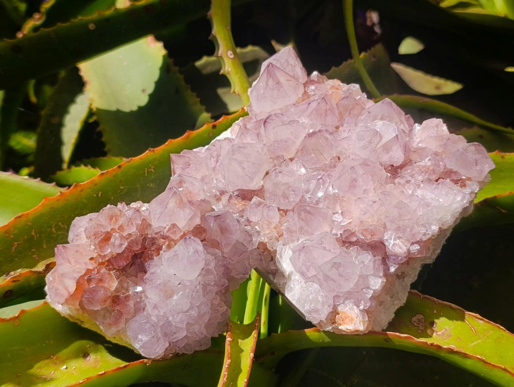 Natural Cactus Flower Amethyst Spirit Clusters x 2 From South Africa