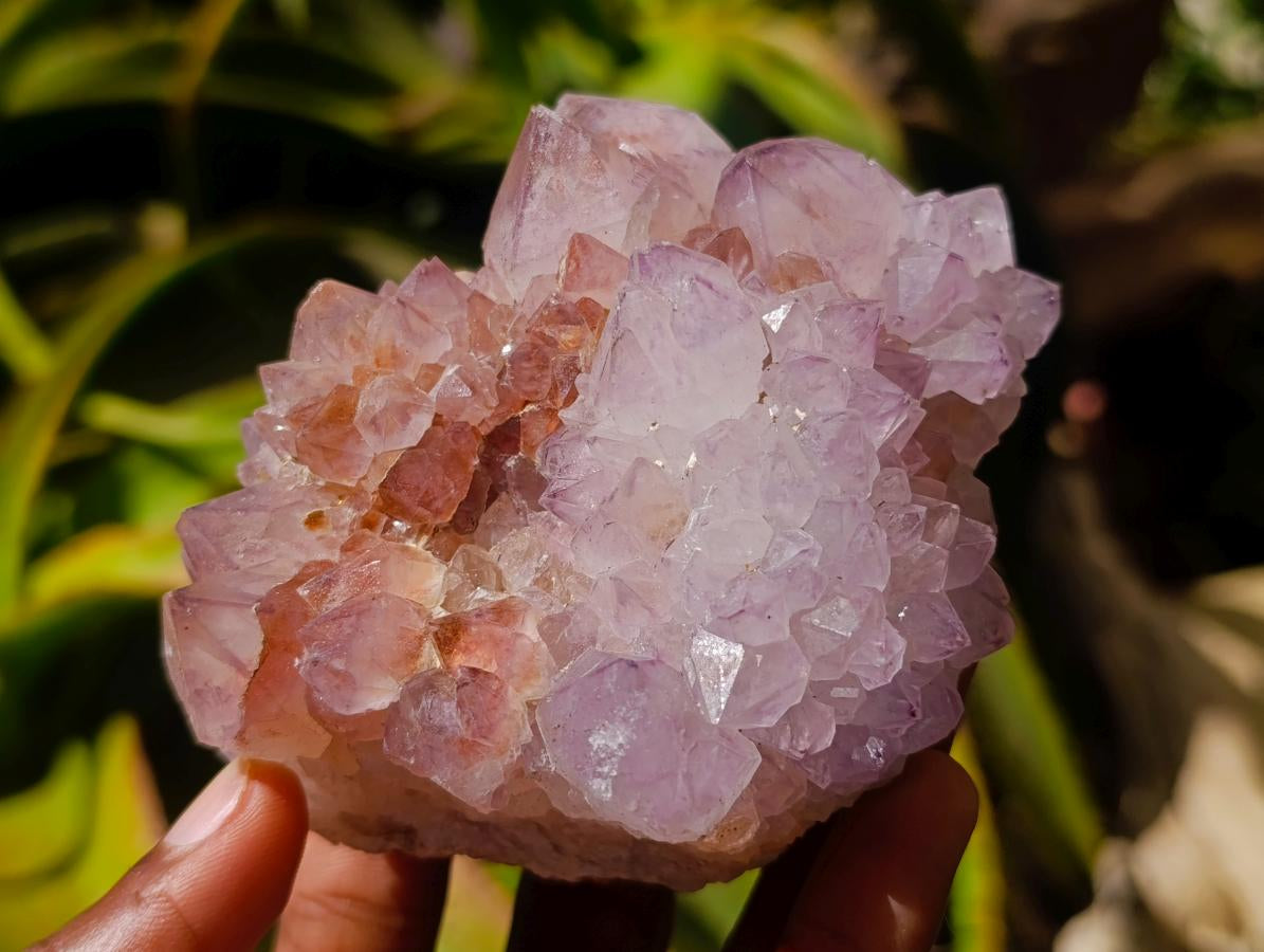 Natural Cactus Flower Amethyst Spirit Clusters x 2 From South Africa
