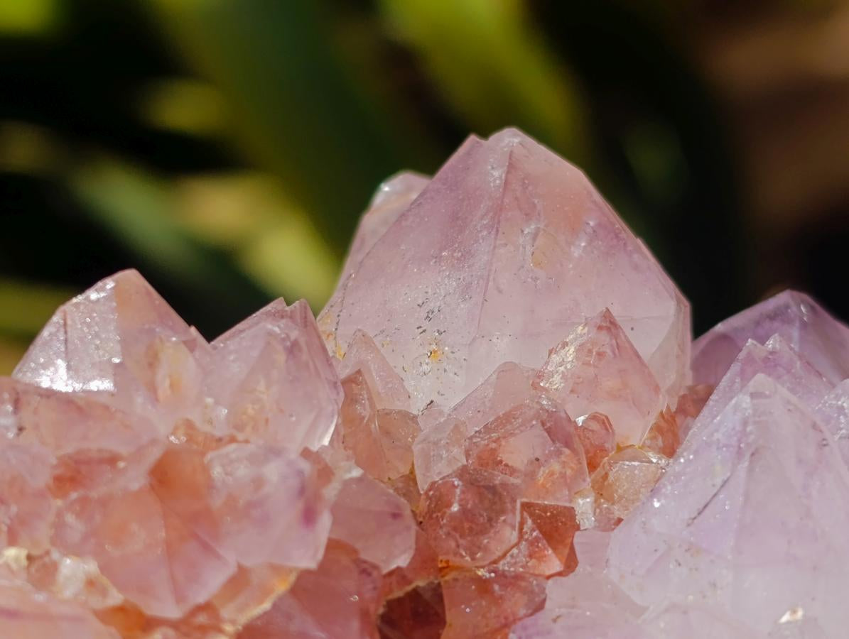 Natural Cactus Flower Amethyst Spirit Clusters x 2 From South Africa