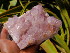 Natural Cactus Flower Amethyst Spirit Clusters x 2 From South Africa