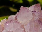 Natural Cactus Flower Amethyst Spirit Clusters x 2 From South Africa