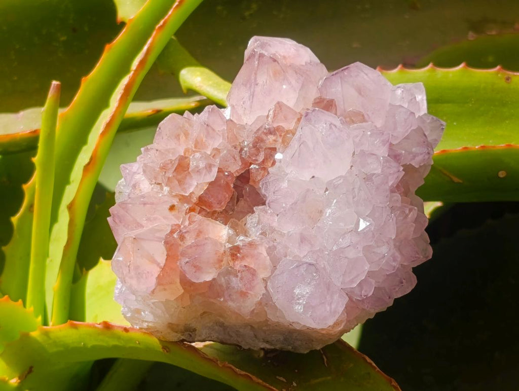 Natural Cactus Flower Amethyst Spirit Clusters x 2 From South Africa