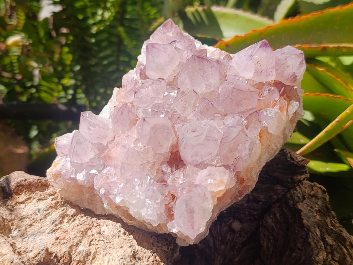 Natural Cactus Flower Amethyst Spirit Clusters x 2 From South Africa