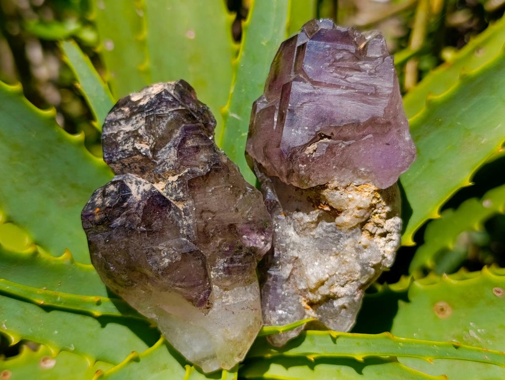 Natural Window Amethyst Crystals x 12 From Chiredzi, Zimbabwe