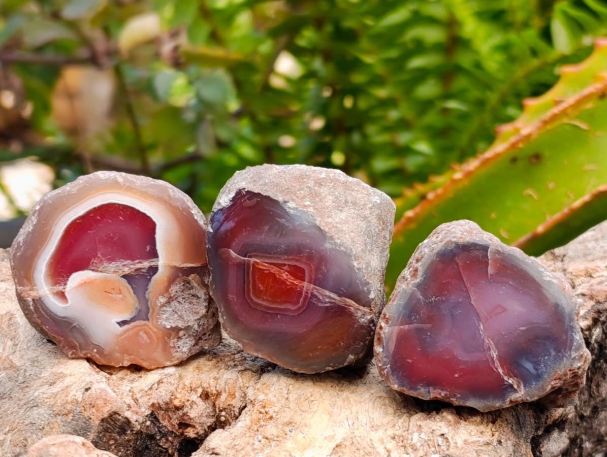 Polished Red Shashe River Agate Nodules x 25 From Shashe River, Zimbabwe