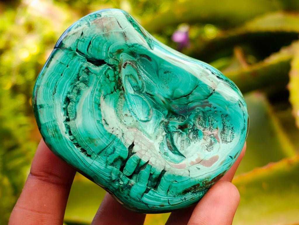 Polished Flower Banded Malachite Free Forms x 6 From Congo