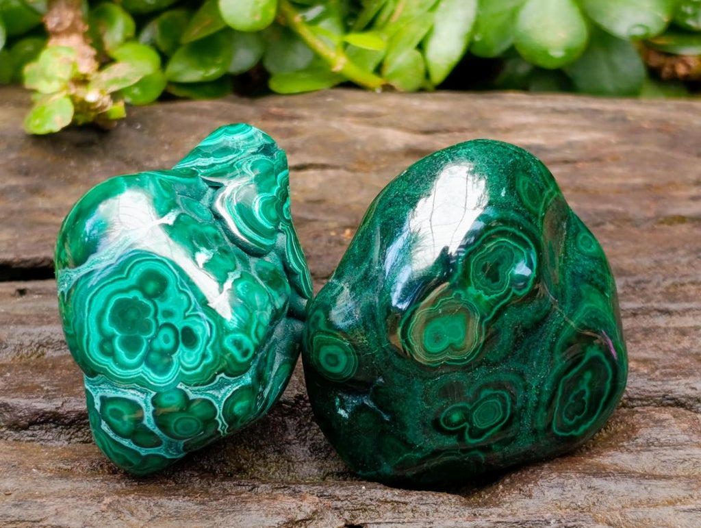 Polished Flower Banded Malachite Free Forms x 6 From Congo