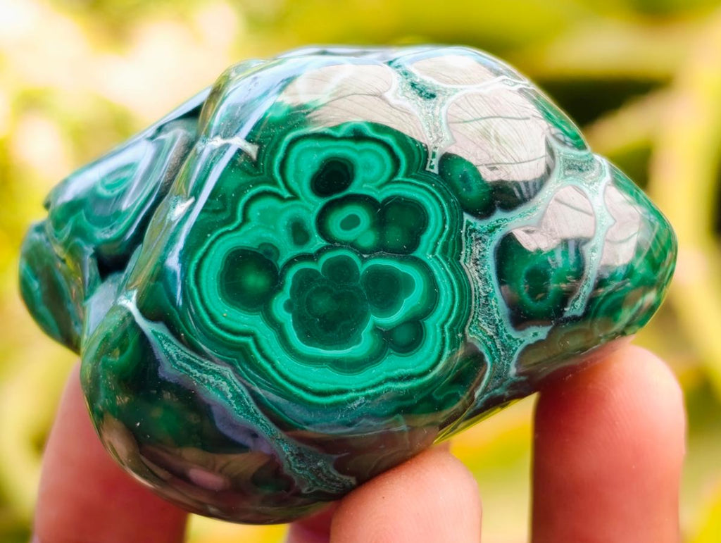 Polished Flower Banded Malachite Free Forms x 6 From Congo