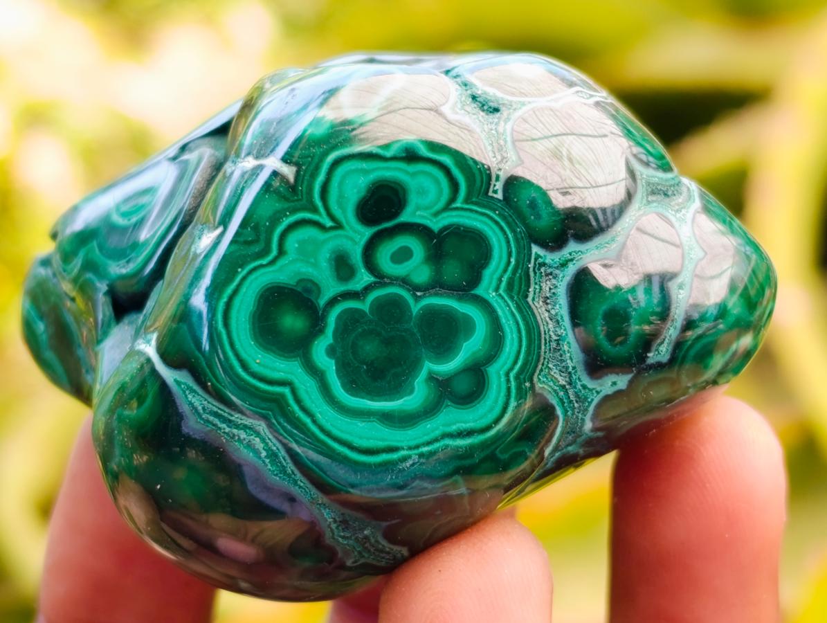Polished Flower Banded Malachite Free Forms x 6 From Congo