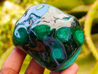 Polished Flower Banded Malachite Free Forms x 6 From Congo