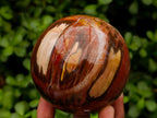 Polished Red Podocarpus Petrified Wood Spheres x 2 From Mahajanga, Madagascar