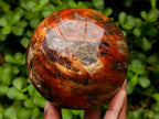 Polished Red Podocarpus Petrified Wood Spheres x 2 From Mahajanga, Madagascar