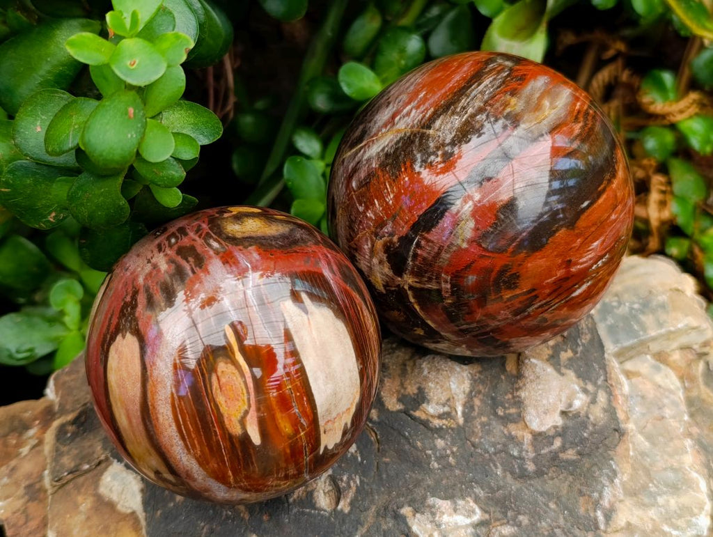 Polished Red Podocarpus Petrified Wood Spheres x 2 From Mahajanga, Madagascar