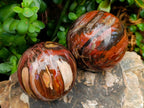 Polished Red Podocarpus Petrified Wood Spheres x 2 From Mahajanga, Madagascar