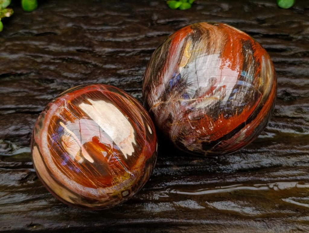 Polished Red Podocarpus Petrified Wood Spheres x 2 From Mahajanga, Madagascar