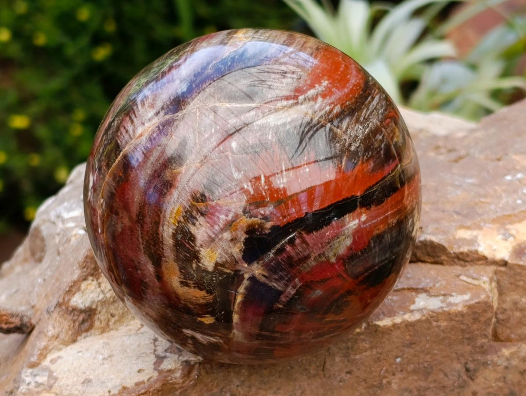 Polished Red Podocarpus Petrified Wood Spheres x 2 From Mahajanga, Madagascar
