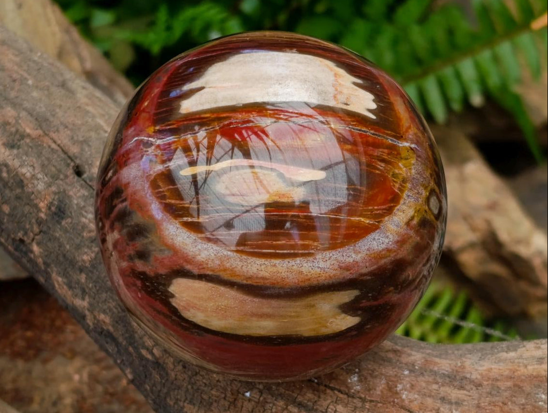 Polished Red Podocarpus Petrified Wood Spheres x 2 From Mahajanga, Madagascar