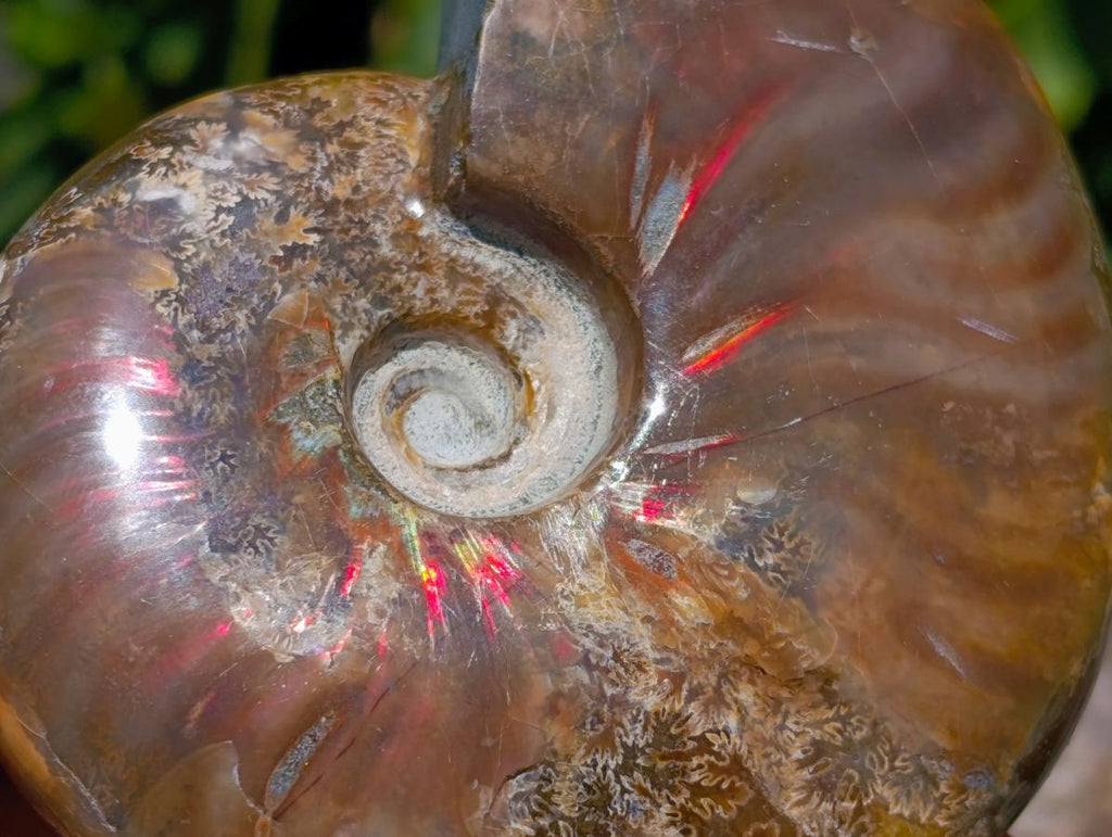 Polished Cleoniceras Ammonite Fossils x 2 From Tulear, Madagascar