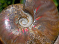 Polished Cleoniceras Ammonite Fossils x 2 From Tulear, Madagascar