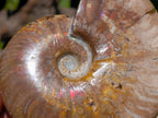 Polished Cleoniceras Ammonite Fossils x 2 From Tulear, Madagascar