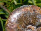 Polished Cleoniceras Ammonite Fossils x 2 From Tulear, Madagascar