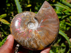 Polished Cleoniceras Ammonite Fossils x 2 From Tulear, Madagascar