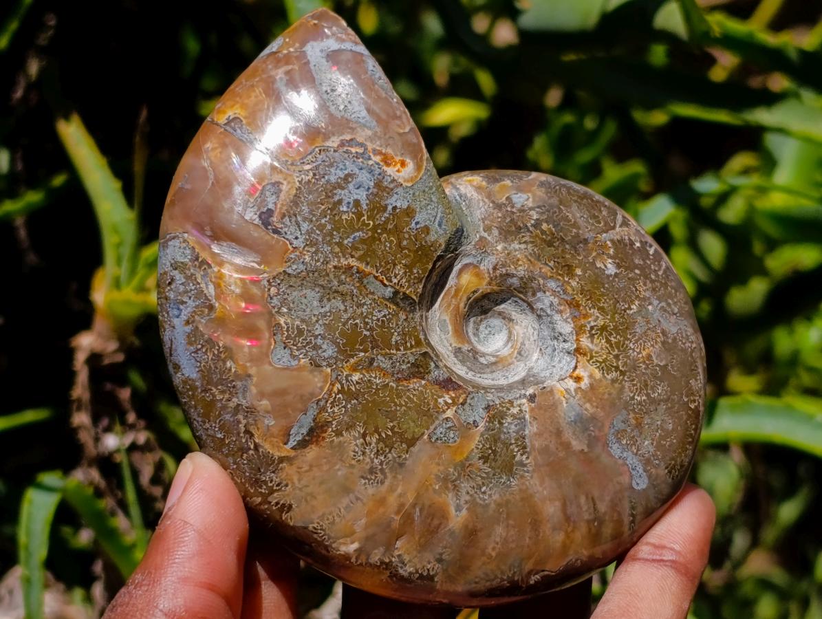 Polished Cleoniceras Ammonite Fossils x 2 From Tulear, Madagascar