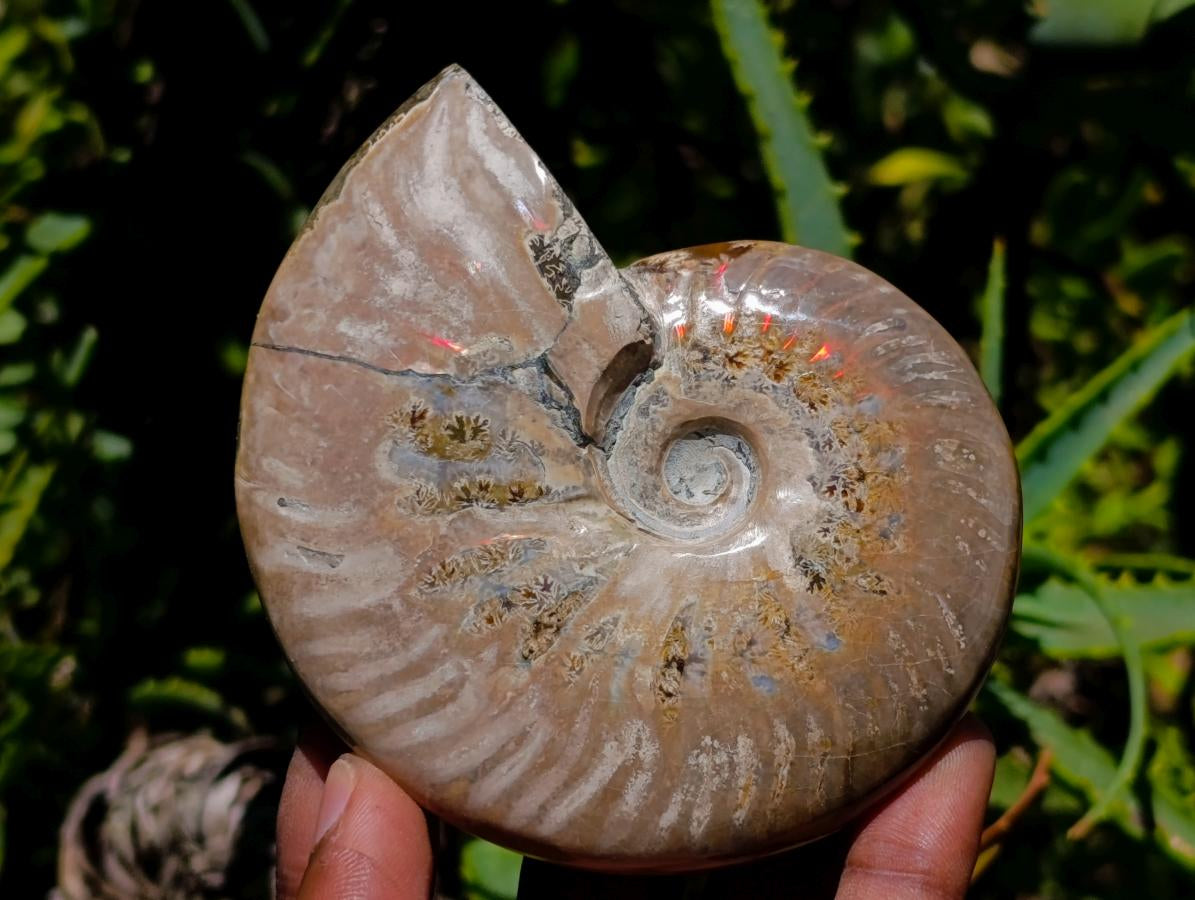 Polished Cleoniceras Ammonite Fossils x 2 From Tulear, Madagascar