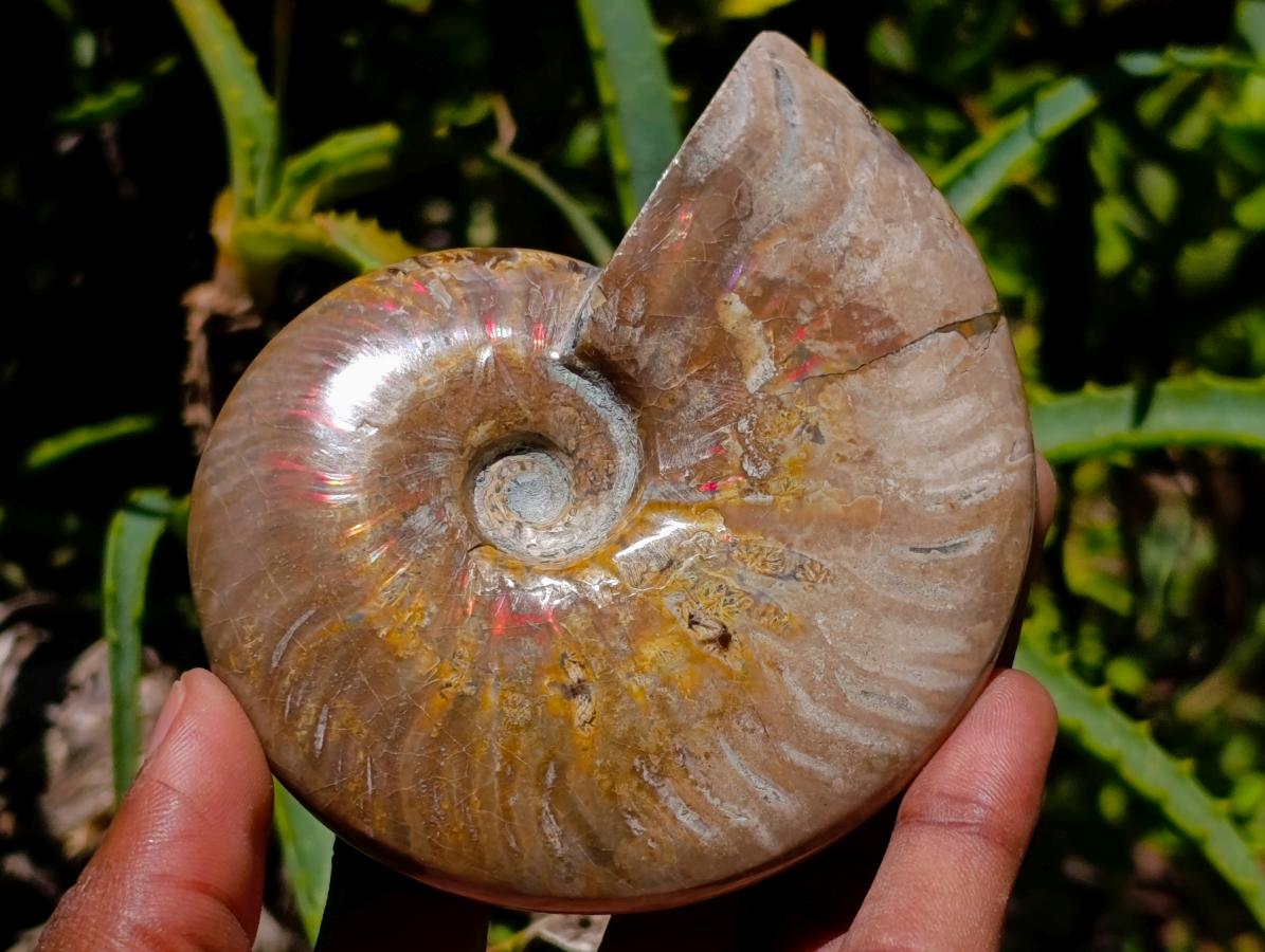 Polished Cleoniceras Ammonite Fossils x 2 From Tulear, Madagascar