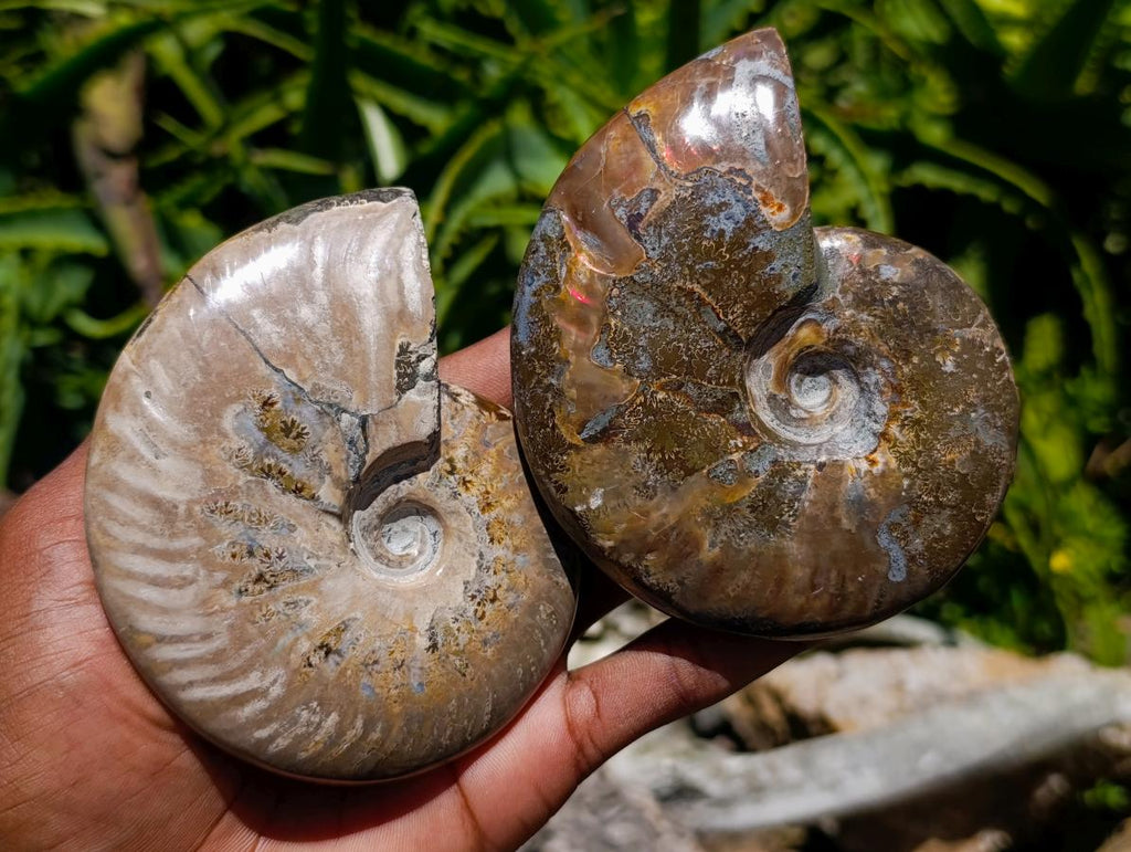 Polished Cleoniceras Ammonite Fossils x 2 From Tulear, Madagascar