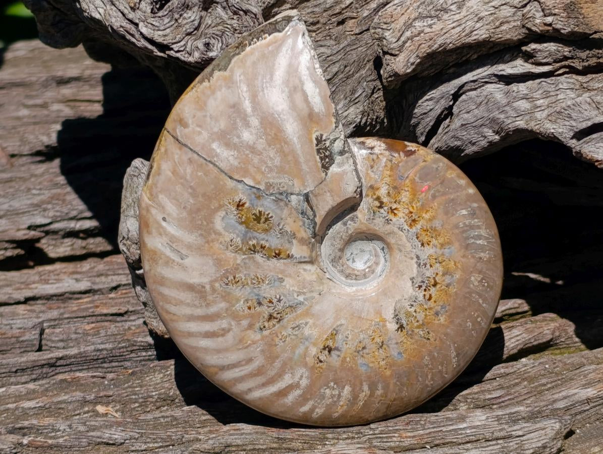 Polished Cleoniceras Ammonite Fossils x 2 From Tulear, Madagascar