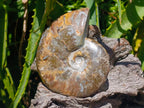 Polished Cleoniceras Ammonite Fossils x 2 From Tulear, Madagascar
