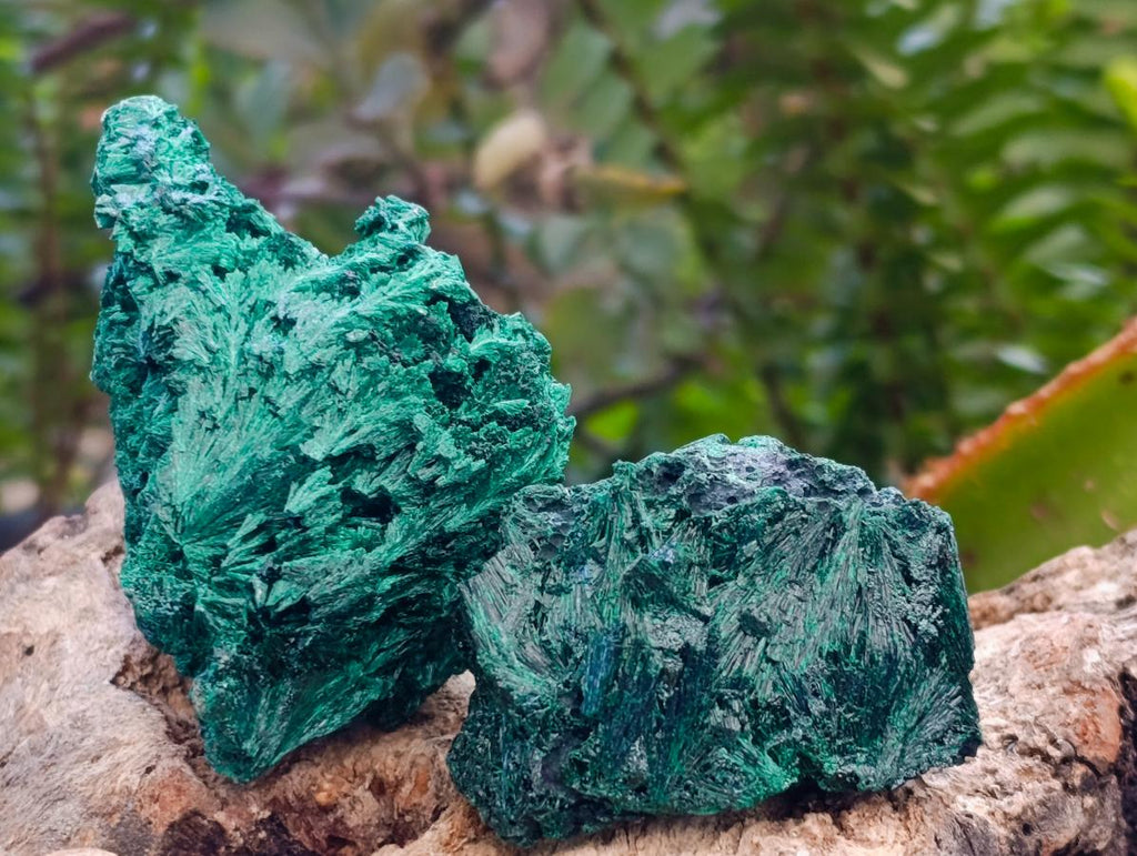 Natural Silky Malachite Specimens x 12 From Kasompe, Congo
