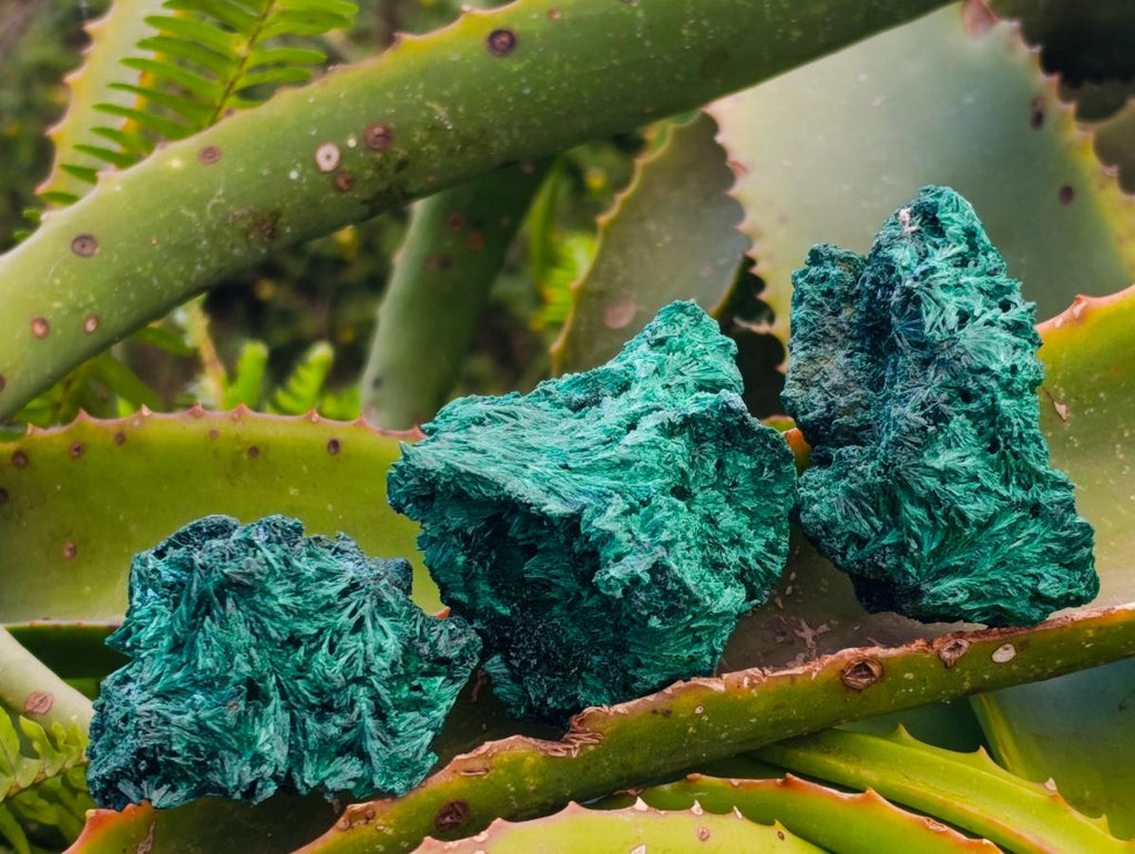 Natural Silky Malachite Specimens x 12 From Kasompe, Congo
