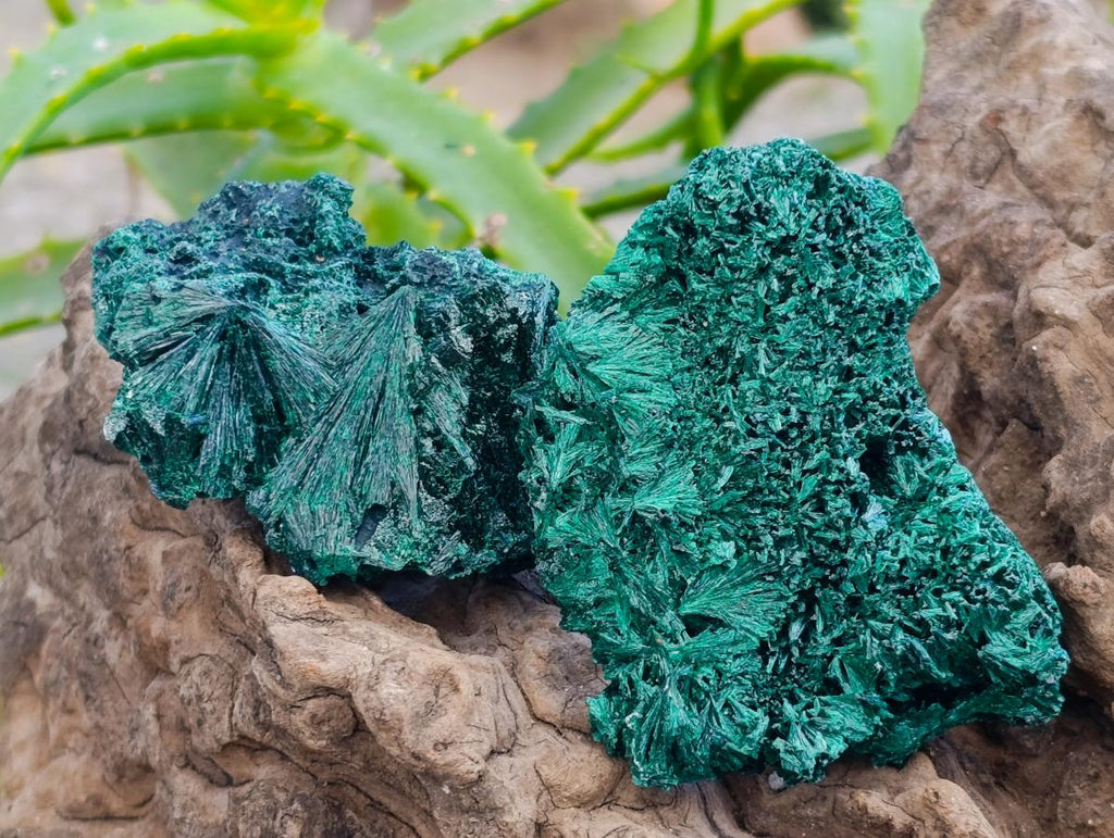 Natural Silky Malachite Specimens x 12 From Kasompe, Congo