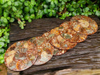 Hand Made Ammonite Conglomerate Coffee Table Coasters x 6 From Mahajanga, Madagascar