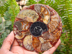 Hand Made Ammonite Conglomerate Coffee Table Coasters x 6 From Mahajanga, Madagascar
