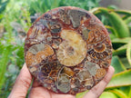 Hand Made Ammonite Conglomerate Coffee Table Coasters x 6 From Mahajanga, Madagascar