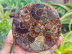 Hand Made Ammonite Conglomerate Coffee Table Coasters x 6 From Mahajanga, Madagascar